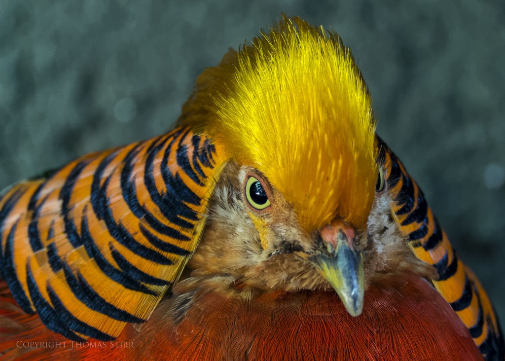 Nikon 1 V2 + Nikon 1 CX 70-300mm f/4.5-5.6 @ 300mm, efov 810mm, f/5.6, 1/6, ISO-500