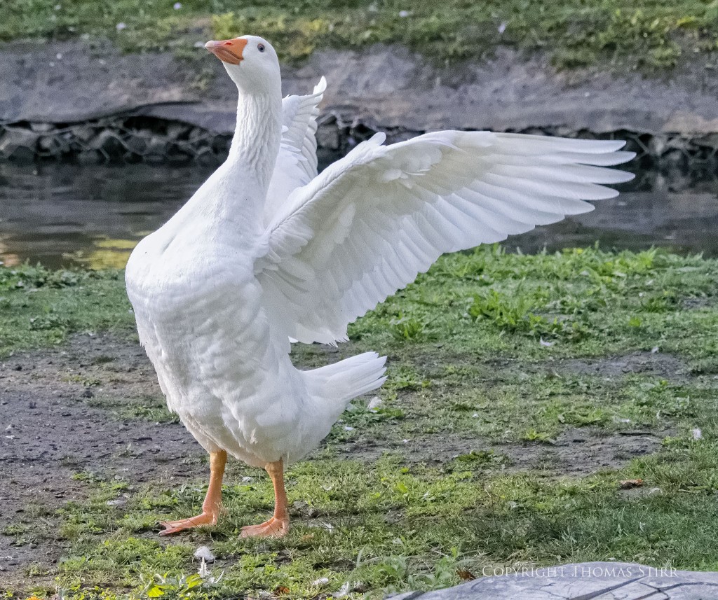 Nikon 1 V2 + Nikon 1 CX 70-300mm f/4.5-5.6 @ 76mm, efov 206mm, f/5.6, 1/1600, ISO-5600