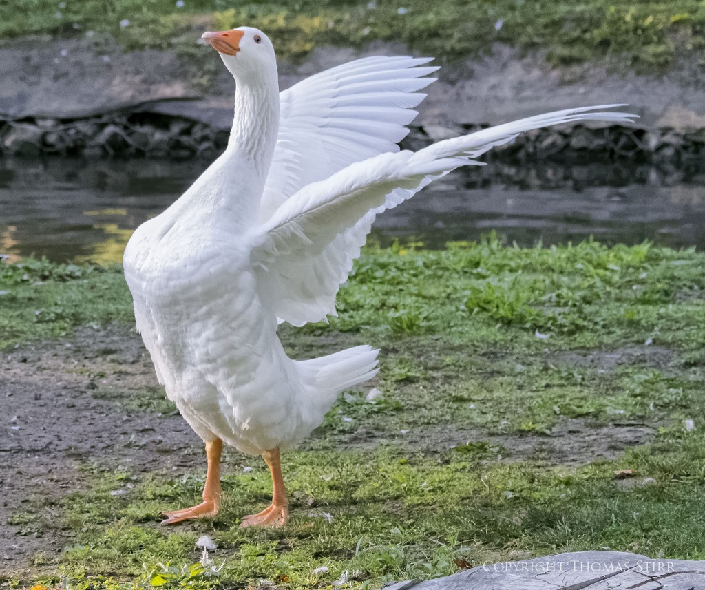 Nikon 1 V2 + Nikon 1 CX 70-300mm f/4.5-5.6 @ 76mm, efov 206mm, f/5.6, 1/1600, ISO-5000