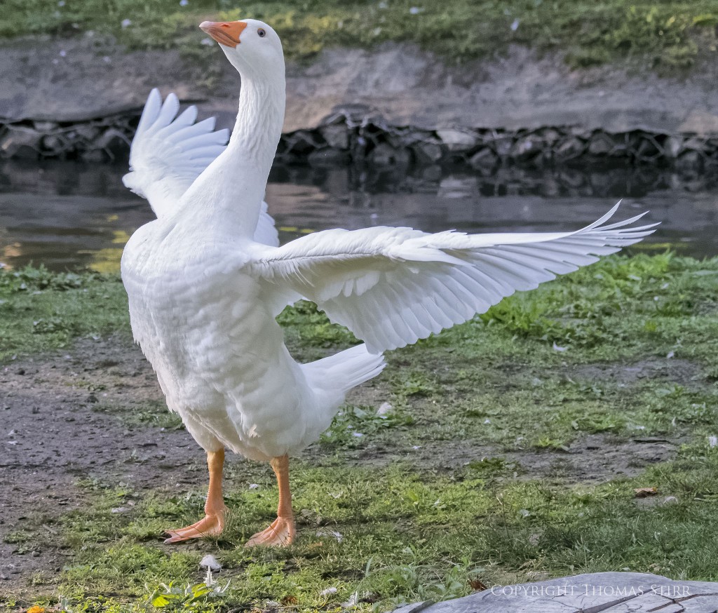 Nikon 1 V2 + Nikon 1 CX 70-300mm f/4.5-5.6 @ 76mm, efov 206mm, f/5.6, 1/1600, ISO-4500