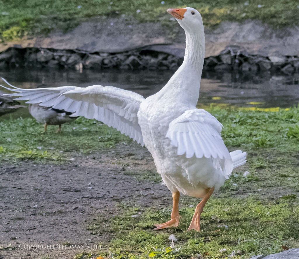 Nikon 1 V2 + Nikon 1 CX 70-300mm f/4.5-5.6 @ 74mm, efov 200mm, f/5.6, 1/1600, ISO-4500
