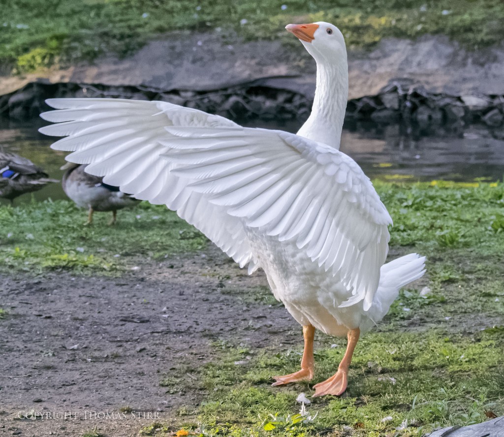 Nikon 1 V2 + Nikon 1 CX 70-300mm f/4.5-5.6 @ 72mm, efov 194mm, f/5.6, 1/1600, ISO-4500