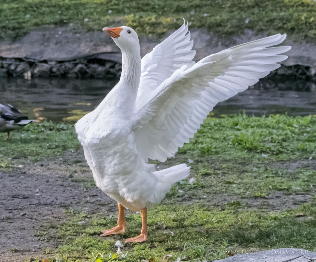 Nikon 1 V2 + Nikon 1 CX 70-300mm f/4.5-5.6 @ 72mm, efov 194mm, f/5.6, 1/1600, ISO-4500