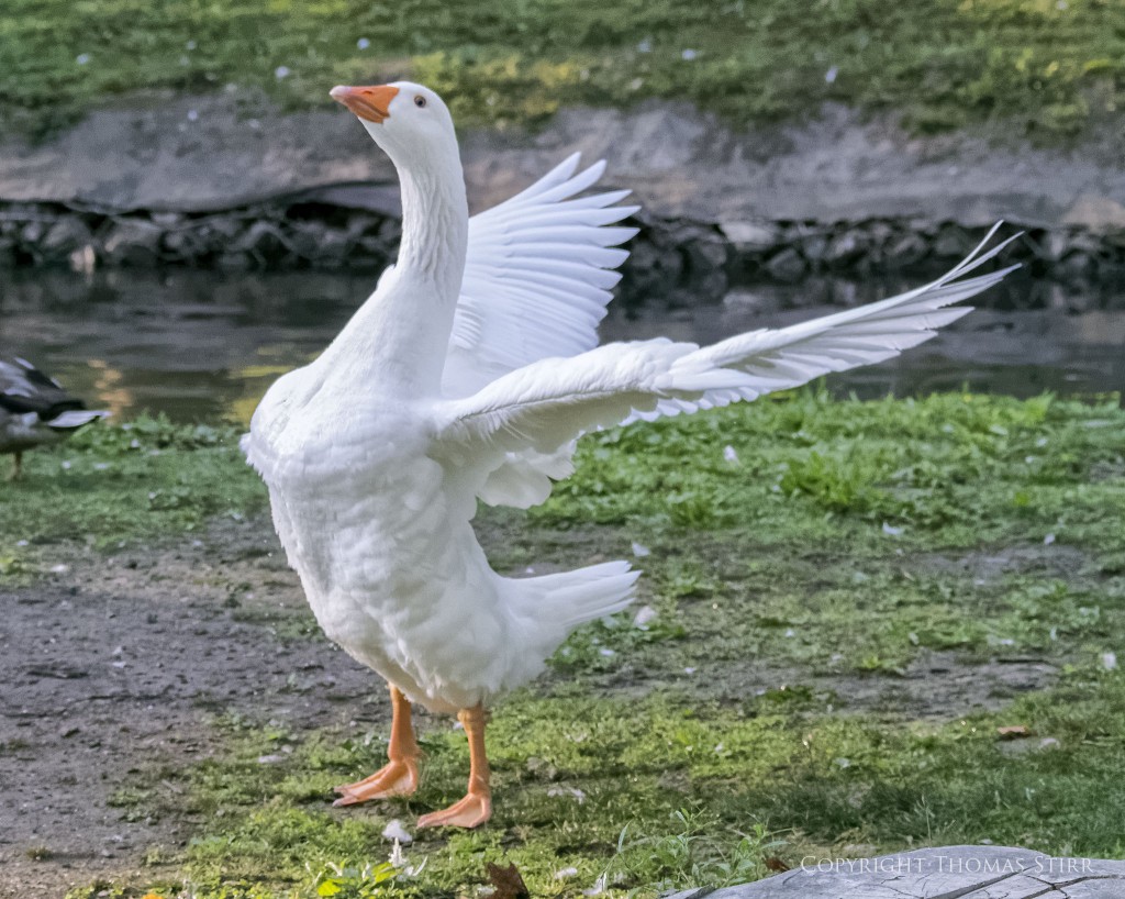 Nikon 1 V2 + Nikon 1 CX 70-300mm f/4.5-5.6 @ 70mm, efov 189mm, f/5.6, 1/1600, ISO-4500