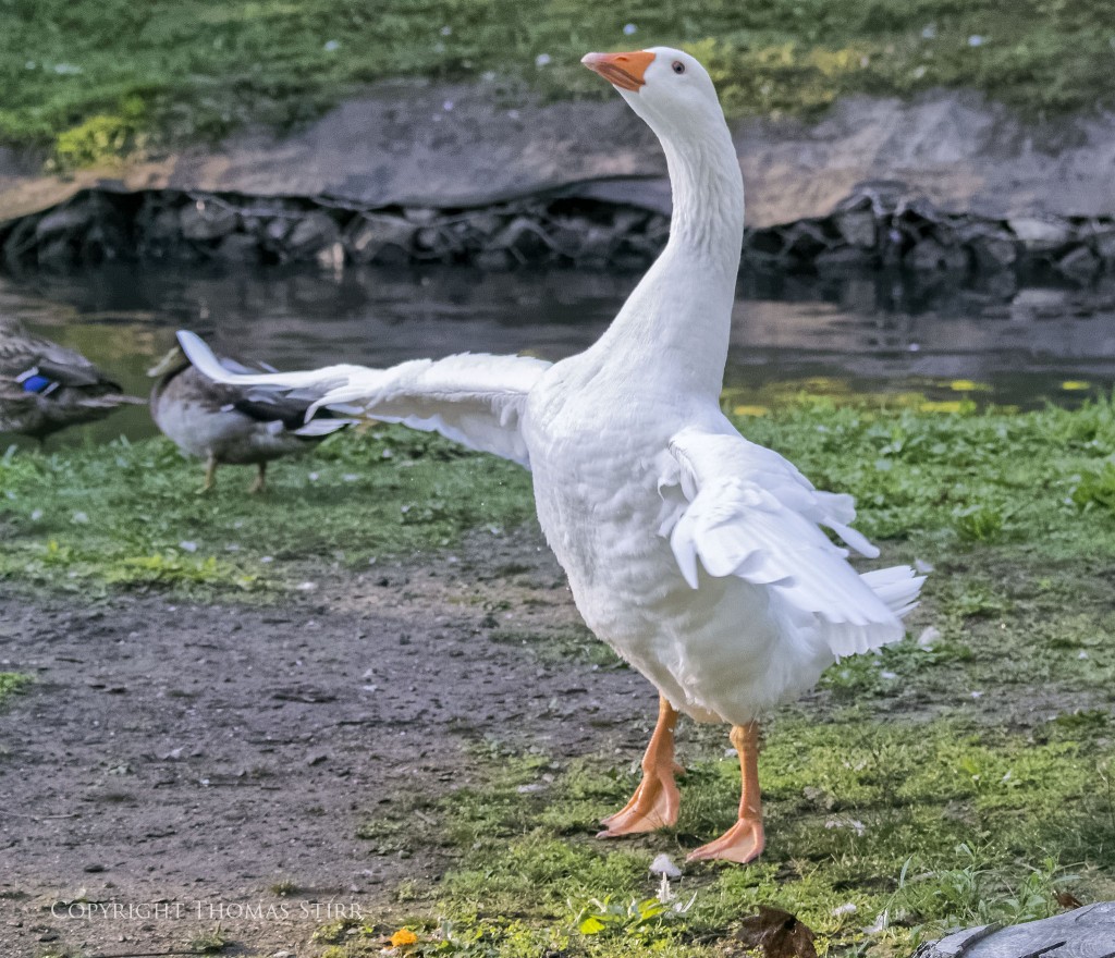 Nikon 1 V2 + Nikon 1 CX 70-300mm f/4.5-5.6 @ 70mm, efov 189mm, f/5.6, 1/1600, ISO-4500