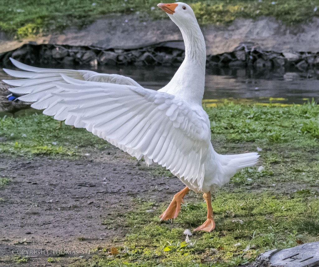 Nikon 1 V2 + Nikon 1 CX 70-300mm f/4.5-5.6 @ 70mm, efov 189mm, f/5.6, 1/1600, ISO-4500