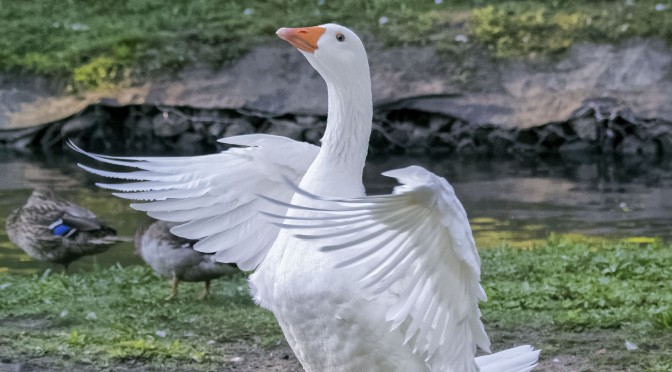Goose Beating Wings at 15fps