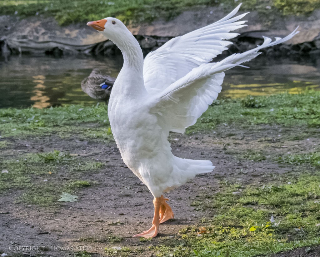 Nikon 1 V2 + Nikon 1 CX 70-300mm f/4.5-5.6 @ 70mm, efov 189mm, f/5.6, 1/1600, ISO-4500