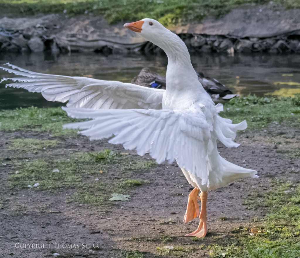 Nikon 1 V2 + Nikon 1 CX 70-300mm f/4.5-5.6 @ 70mm, efov 189mm, f/5.6, 1/1600, ISO-4500
