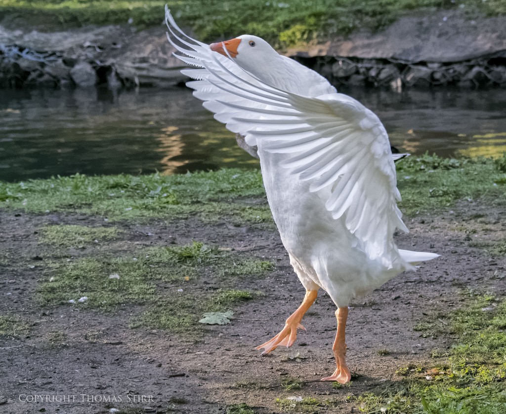 Nikon 1 V2 + Nikon 1 CX 70-300mm f/4.5-5.6 @ 70mm, efov 189mm, f/5.6, 1/1600, ISO-4500