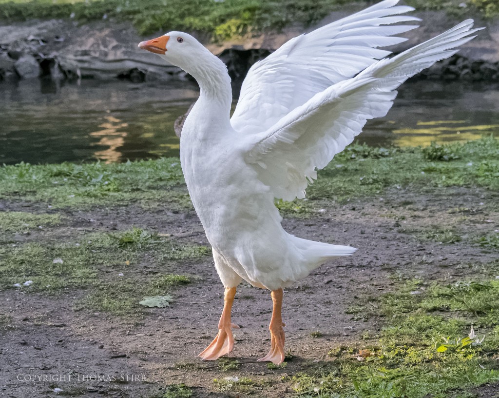 Nikon 1 V2 + Nikon 1 CX 70-300mm f/4.5-5.6 @ 70mm, efov 189mm, f/5.6, 1/1600, ISO-4500