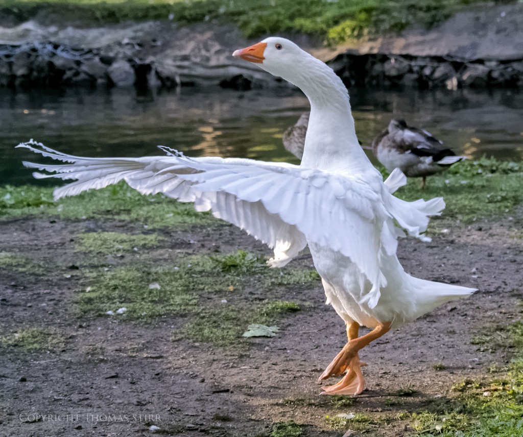 Nikon 1 V2 + Nikon 1 CX 70-300mm f/4.5-5.6 @ 70mm, efov 189mm, f/5.6, 1/1600, ISO-4500