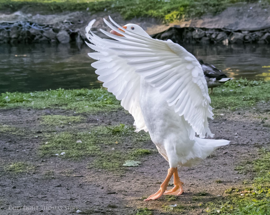 Nikon 1 V2 + Nikon 1 CX 70-300mm f/4.5-5.6 @ 70mm, efov 189mm, f/5.6, 1/1600, ISO-4500