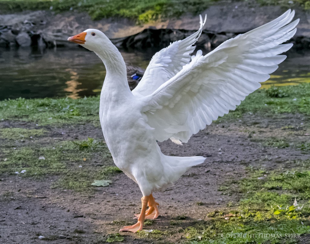 Nikon 1 V2 + Nikon 1 CX 70-300mm f/4.5-5.6 @ 70mm, efov 189mm, f/5.6, 1/1600, ISO-4500
