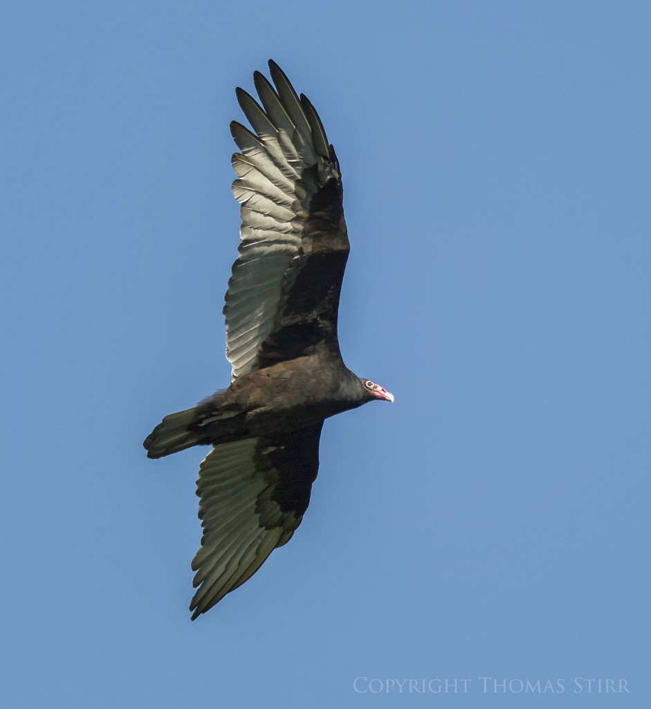Nikon 1 V2 + Nikon 1 CX 70-300mm f/4.5-5.6 @ 300mm, efov 810mm, f/5.6, 1/1600, ISO-320