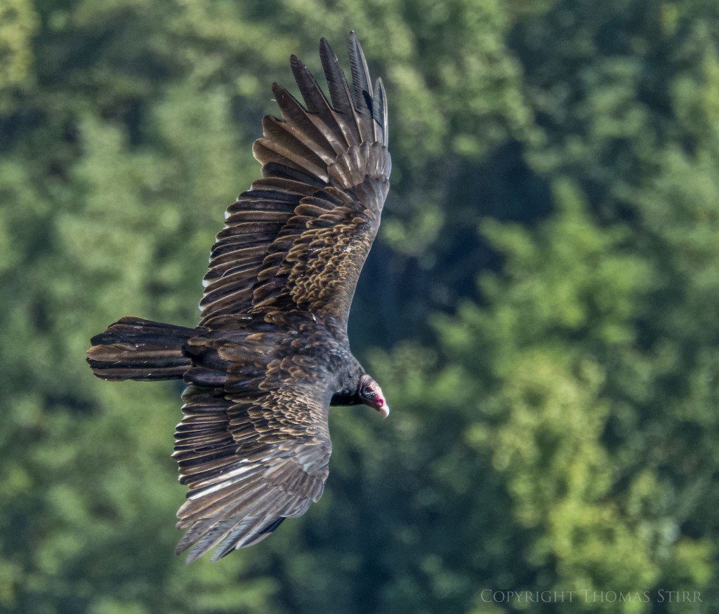 Nikon 1 V2 + Nikon 1 CX 70-300mm f/4.5-5.6 @ 300mm, efov 810mm, f/5.6, 1/1250, ISO-800