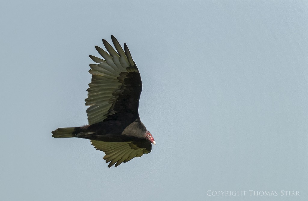 Nikon 1 V2 + Nikon 1 CX 70-300mm f/4.5-5.6 @ 300mm, efov 810mm, f/5.6, 1/1250, ISO-200