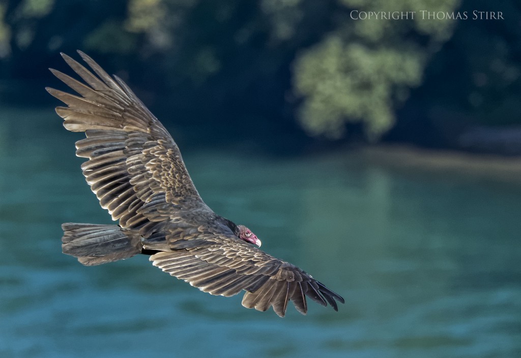 Nikon 1 V2 + Nikon 1 CX 70-300mm f/4.5-5.6 @ 300mm, efov 810mm, f/5.6, 1/1600, ISO-500