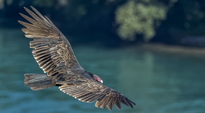 Vultures at Niagara Gorge