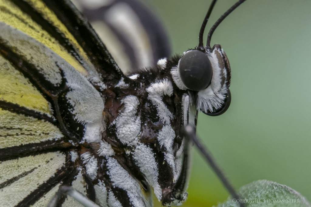 Nikon 1 V2 + Nikon 1 30-110mm f/3.8-5.6, 83mm, f/5.6, 1/160, ISO-1400, Movo extension tubes