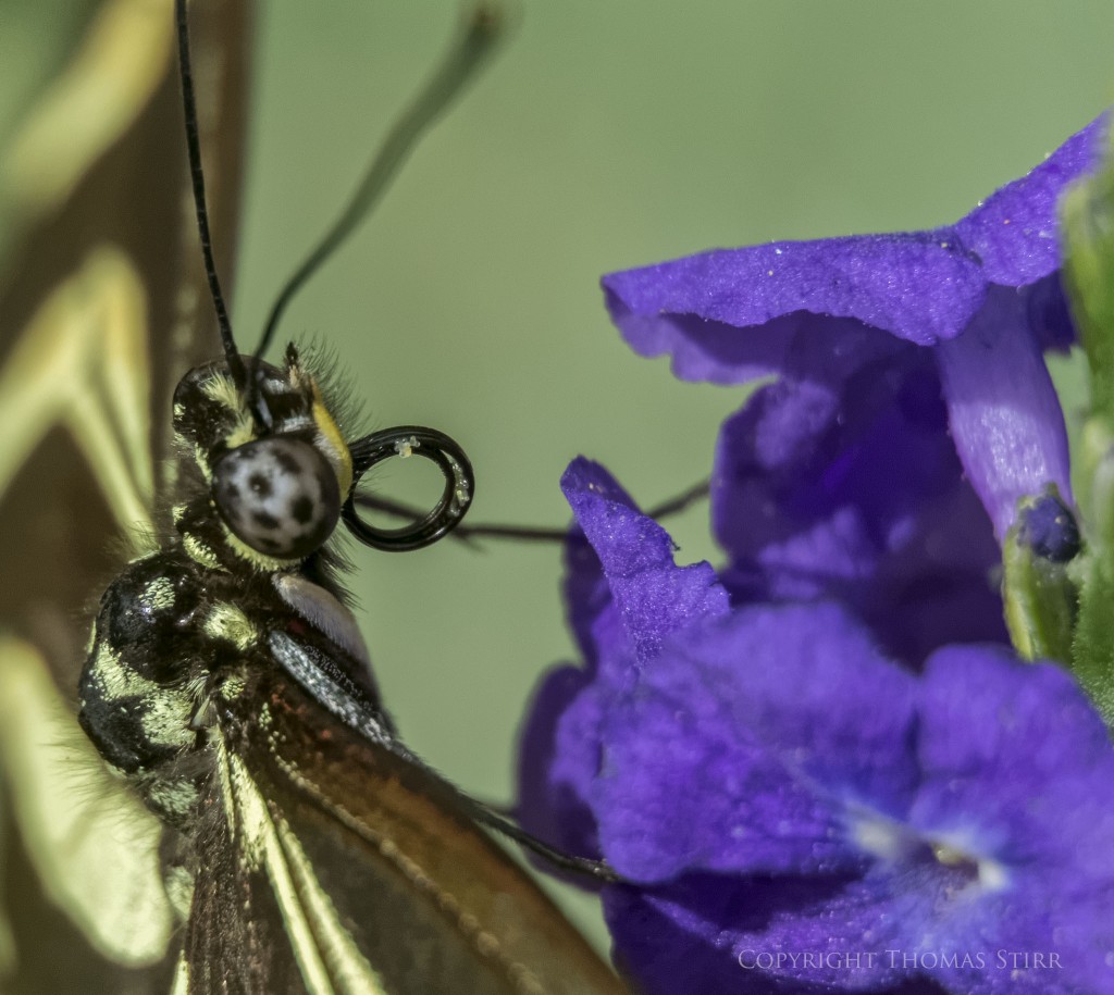 Nikon 1 V2 + Nikon 1 30-110mm f/3.8-5.6, 110mm, efov 297mm, f/5.6, 1/500, ISO-1000, Movo extension tubes