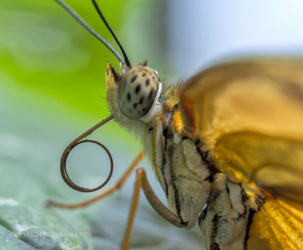 Nikon 1 V2 + Nikon 1 30-110mm f/3.8-5.6, 83mm, f/5.6, 1/400, ISO-1000, Movo extension tubes