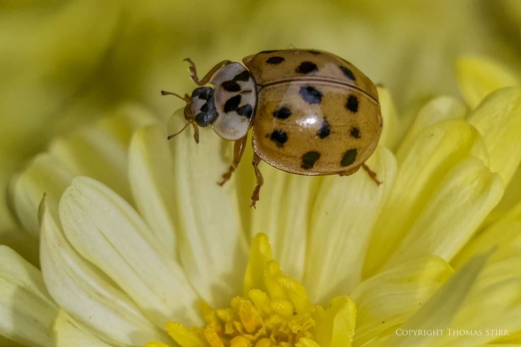 Nikon 1 V2 + Nikon 1 30-110mm f/3.8-5.6, 90mm, f/5.6, 1/1000, ISO-1100, Movo extension tubes