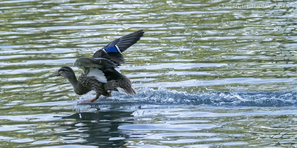 Nikon 1 V2 + Nikon 1 CX 70-300 f/4.5-5.6 @ 99mm, efov 267mm, f/5.6, 1/1600, ISO-2200