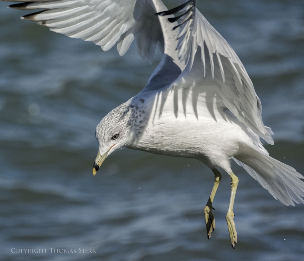 Nikon 1 V2 + Nikon 1 CX 70-300mm f/4.5-5.6, 234mm, efov 633mm, f/5.6, 1/2500, ISO-280