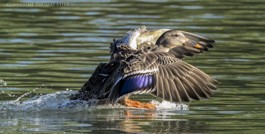 Nikon 1 V2 + Nikon 1 CX 70-300 f/4.5-5.6 @ 300mm, efov 810mm, f/5.6, 1/1250, ISO-1000