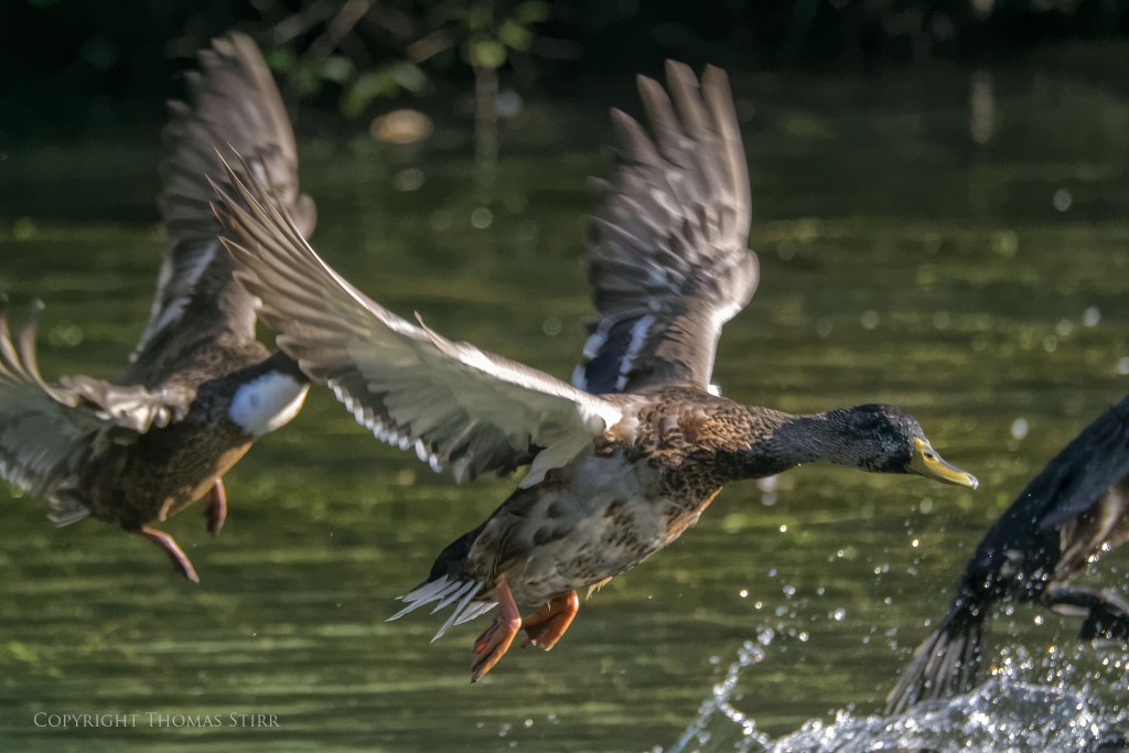 Nikon 1 V2 + Nikon 1 CX 70-300 f/4.5-5.6 @ 267mm, efov 720mm, f/5.6, 1/1250, ISO-1250