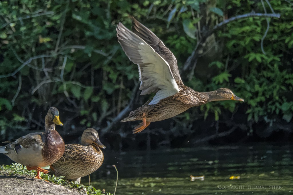 Nikon 1 V2 + Nikon 1 CX 70-300 f/4.5-5.6 @ 267mm, efov 720mm, f/5.6, 1/1250, ISO-1400