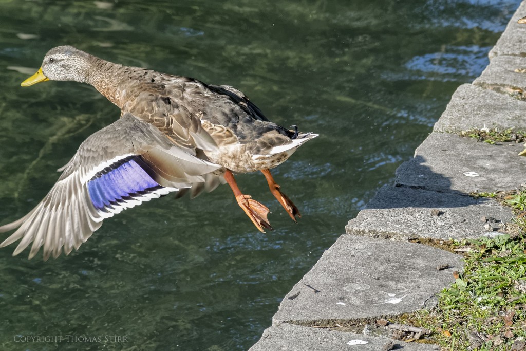 Nikon 1 V2 + Nikon 1 CX 70-300 f/4.5-5.6 @ 70mm, efov 189mm, f/5.6, 1/1250, ISO-900