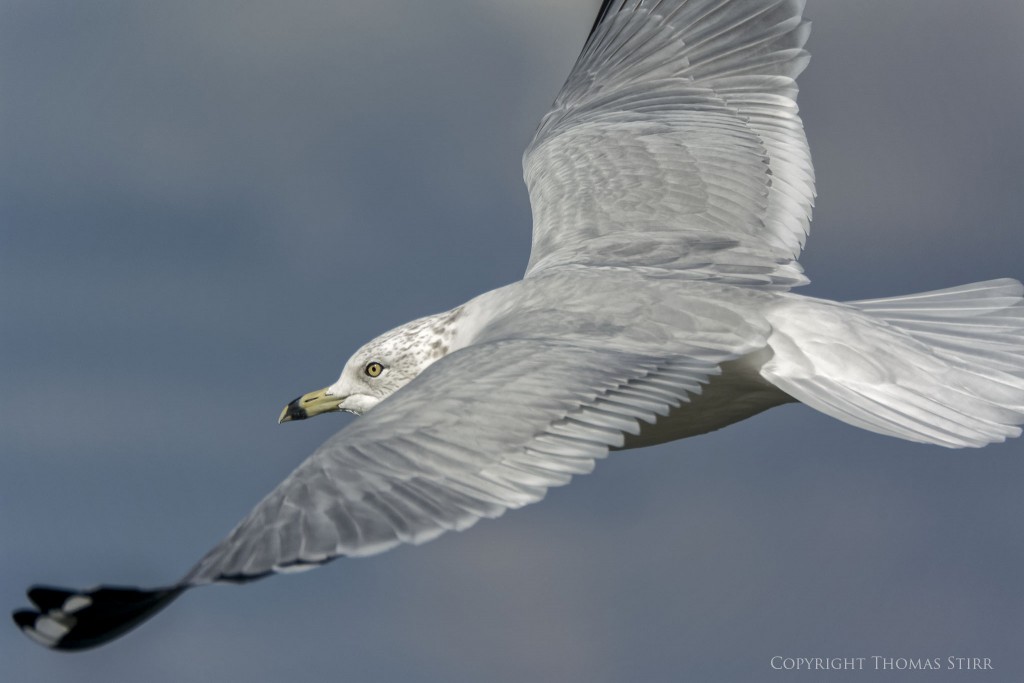 Nikon 1 V2 + Nikon 1 CX 70-300mm f/4.5-5.6, 300mm, efov 810mm, f/5.6, 1/4000, ISO-250
