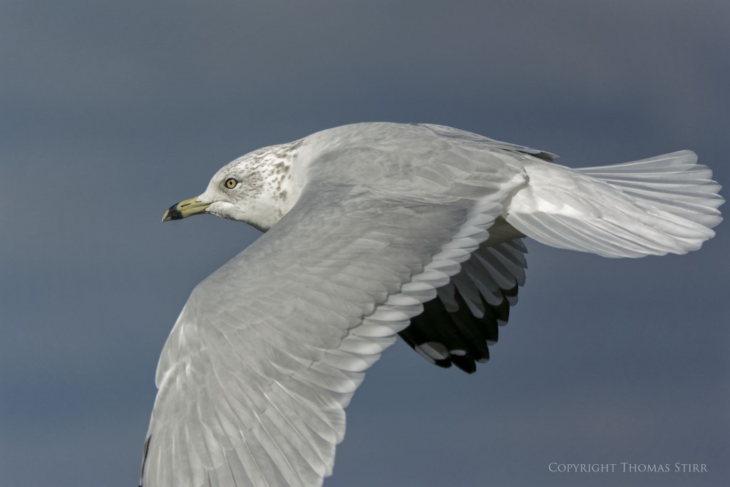 Nikon 1 V2 + Nikon 1 CX 70-300mm f/4.5-5.6, 300mm, efov 810mm, f/5.6, 1/4000, ISO-250
