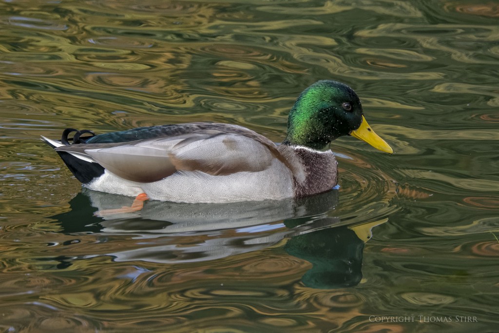 Nikon 1 V2 + Nikon 1 CX 70-300 f/4.5-5.6 @ 192mm, efov 517mm, f/6.3, 1/1250, ISO-1000