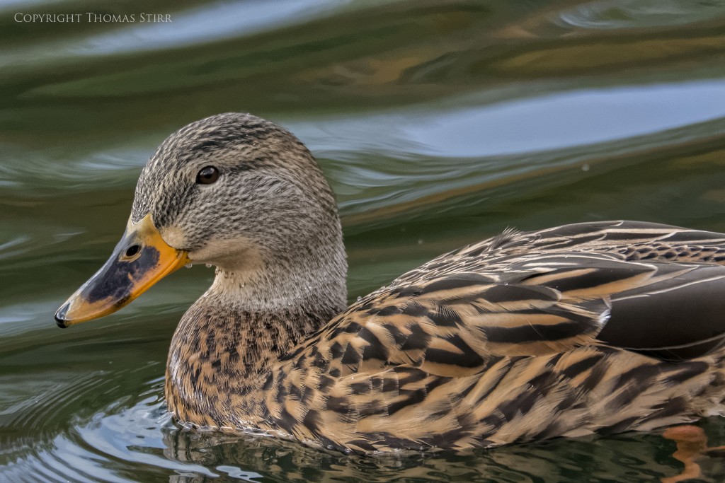 Nikon 1 V2 + Nikon 1 CX 70-300 f/4.5-5.6 @ 300mm, efov 810mm, f/6.3, 1/1250, ISO-1800