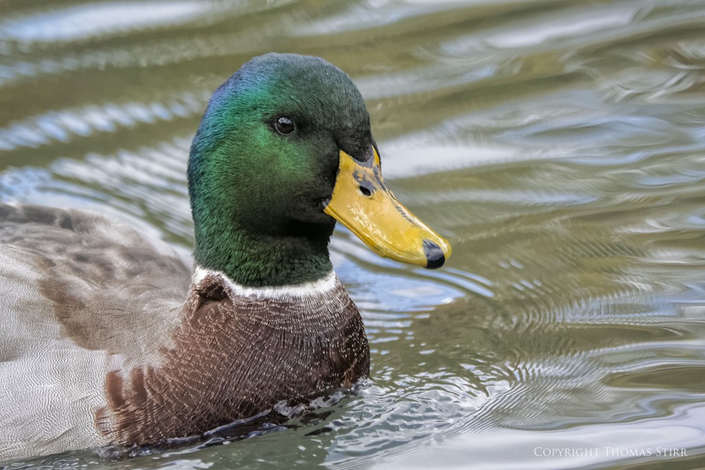 Nikon 1 V2 + Nikon 1 CX 70-300 f/4.5-5.6 @ 229mm, efov 618mm, f/5.6, 1/1600, ISO-2200