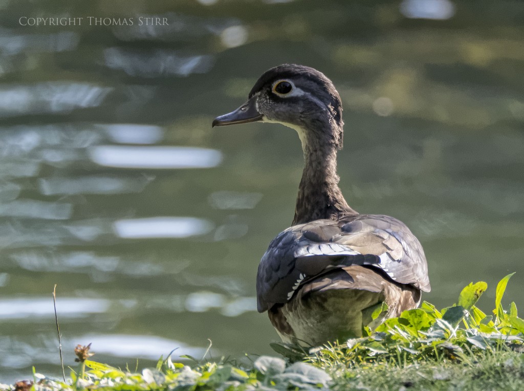 Nikon 1 V2 + Nikon 1 CX 70-300 f/4.5-5.6 @ 300mm, efov 810mm, f/5.6, 1/1600, ISO-2200