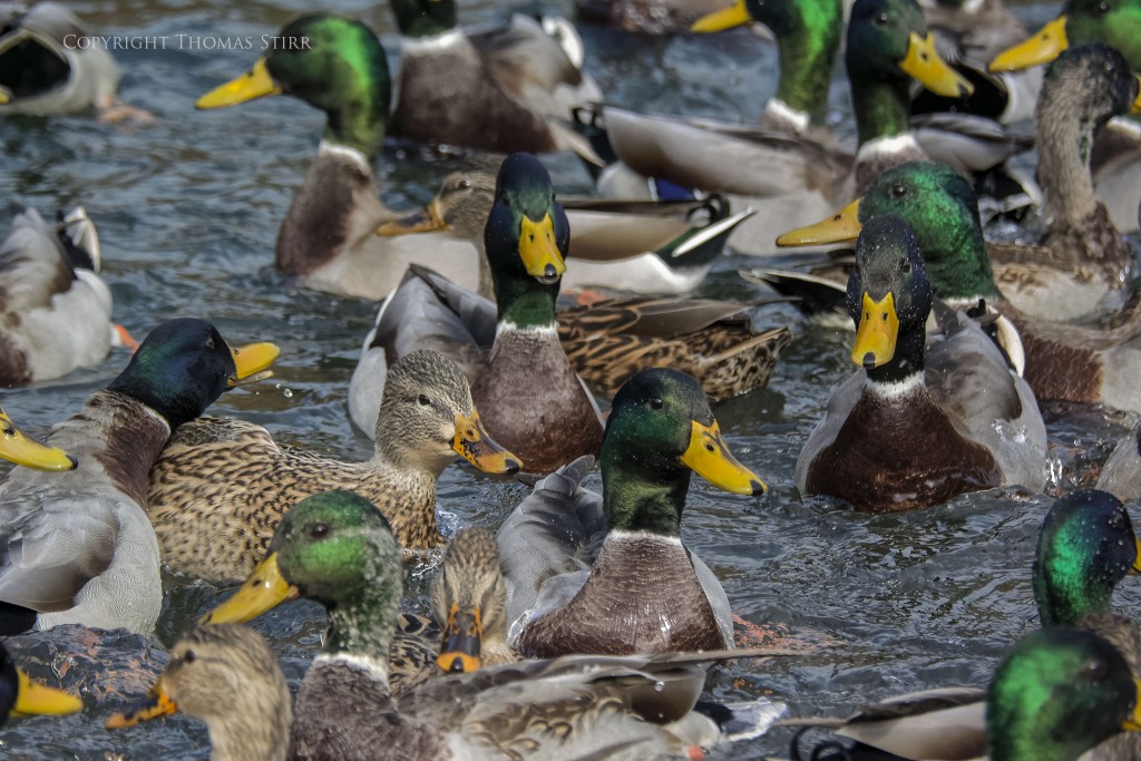 Nikon 1 V2 + Nikon 1 CX 70-300 f/4.5-5.6 @ 201mm, efov 542mm, f/5.63, 1/1250, ISO-450