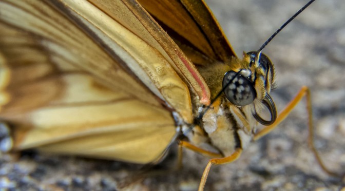 Butterflies with 1 Nikon 10-100 f/4-5.6
