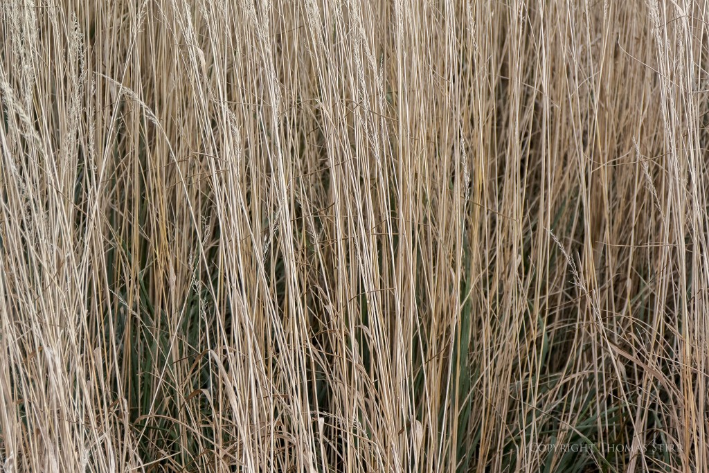 Nikon 1 V2 + 1 Nikon 10-100mm f/4-5.6, 54mm, f/5.6, 1/500, ISO-250