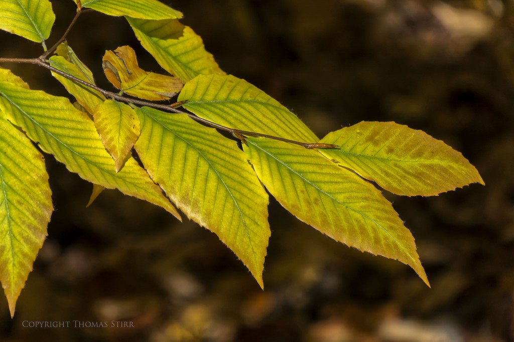 Nikon 1 V2 + Nikon 1 10-100mm PD f/4.5-5.6, 100mm, f/5.6, -0.7 step, 1/500, ISO-160