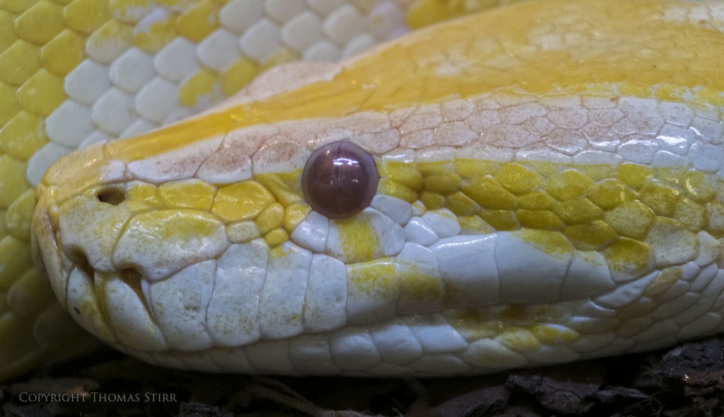 Nikon 1 V2 + Nikon 1 30-110mm f/3.8-5.6, 94mm, f/5.6, 1/30, ISO-800