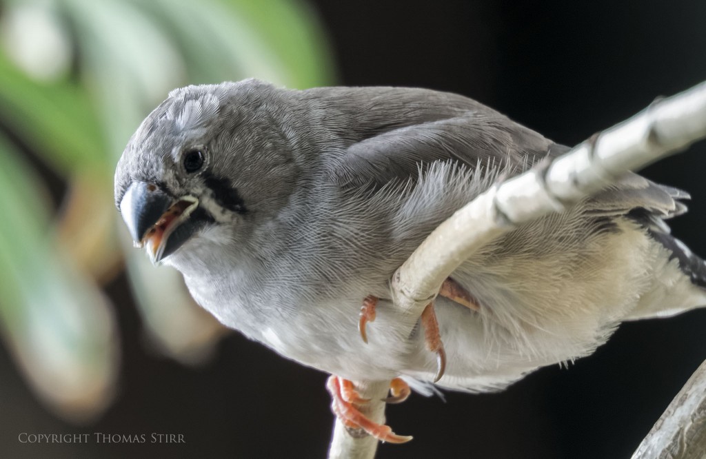 Nikon 1 V2 + Nikon 1 30-110mm f/3.8-5.6, 110mm, f/5.6, 1/40, ISO-900