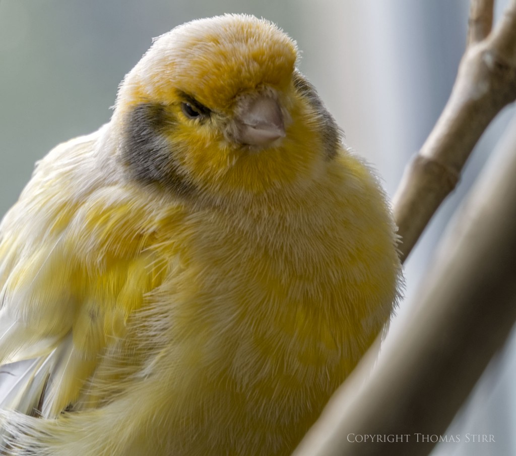 Nikon 1 V2 + Nikon 1 30-110mm f/3.8-5.6, 110mm, f/5.6, 1/50, ISO-160