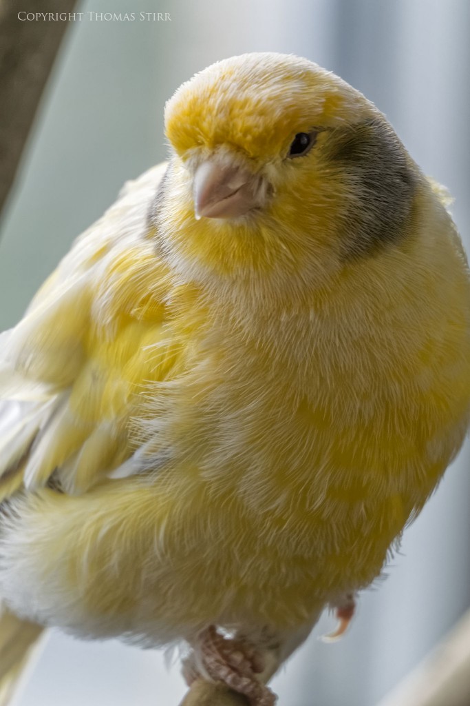 Nikon 1 V2 + Nikon 1 30-110mm f/3.8-5.6, 110mm, f/5.6, 1/125, ISO-500