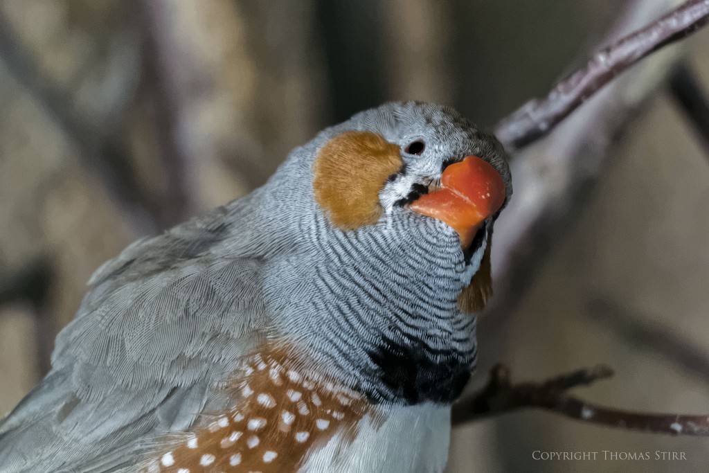 Nikon 1 V2 + Nikon 1 30-110mm f/3.8-5.6, 110mm, f/5.6, 1/40, ISO-5000