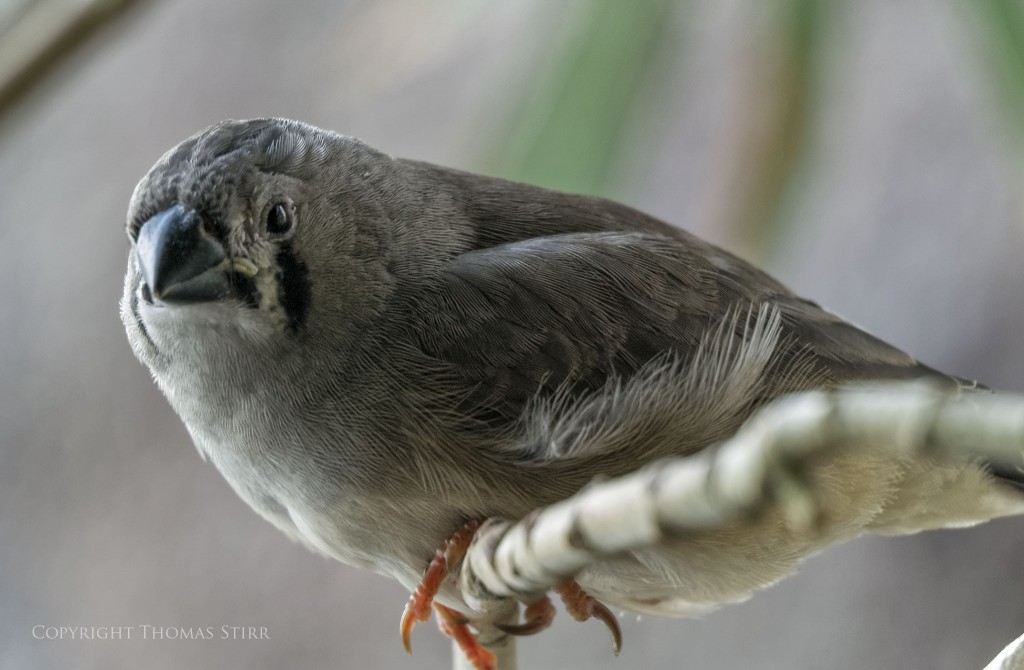 Nikon 1 V2 + Nikon 1 30-110mm f/3.8-5.6, 110mm, f/5.6, 1/40, ISO-320