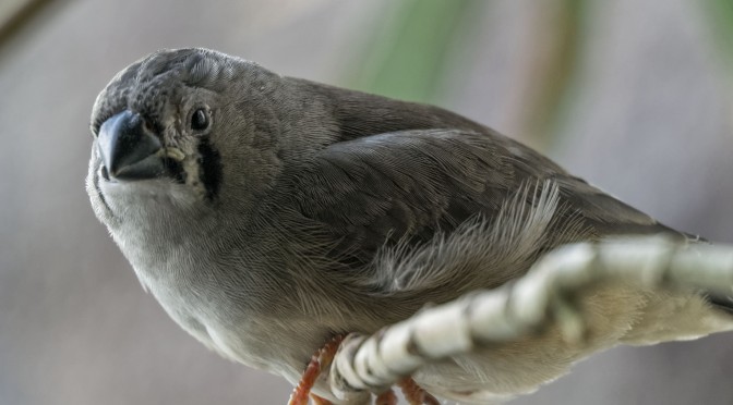 Using extension tubes to photograph small birds